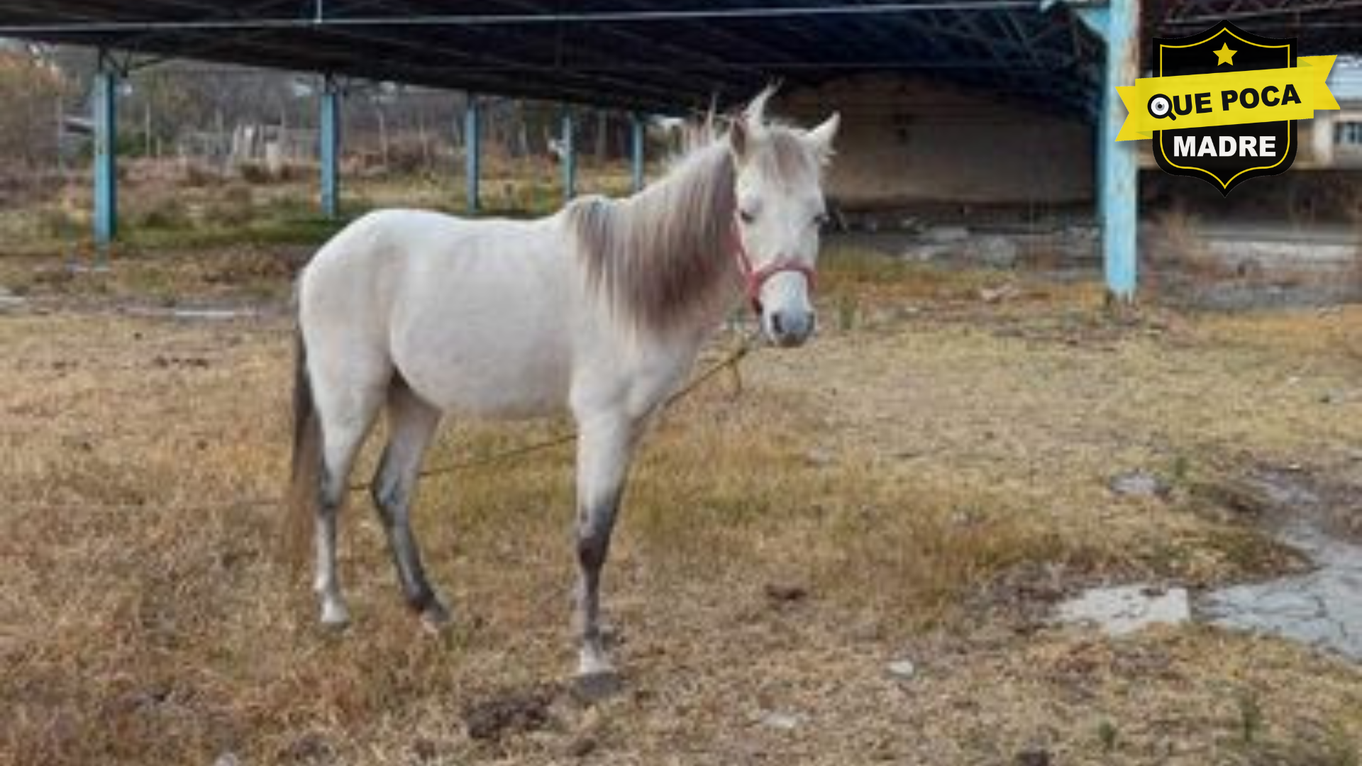 BUSCAMOS A ESTE CABALLITO