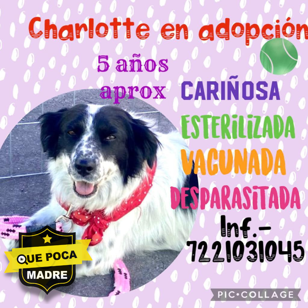 BUSCAMOS HOGAR PARA CHARLOTTE