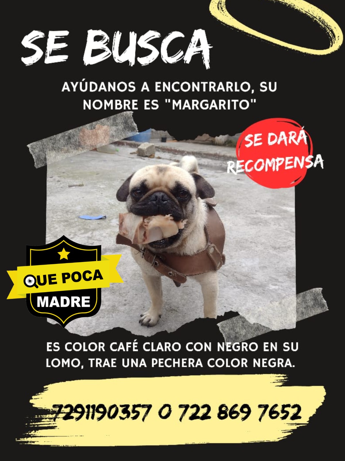 ‼SE BUSCA PERRITO‼