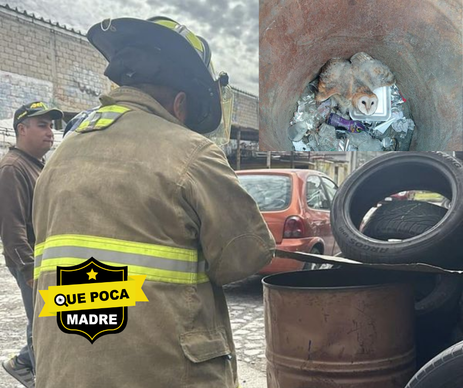 👏👨‍🚒🦉‼️ESTABA EN LA BASURA‼️🤯 RESCATAN LECHUZA EN Metepec