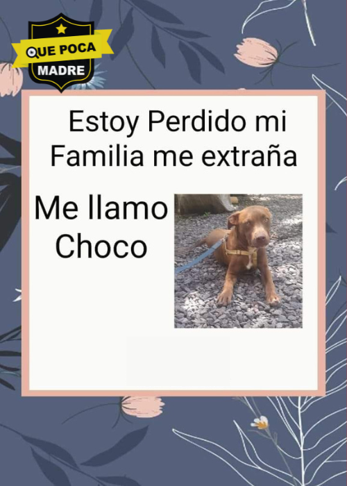 BUSCAMOS A CHOCO