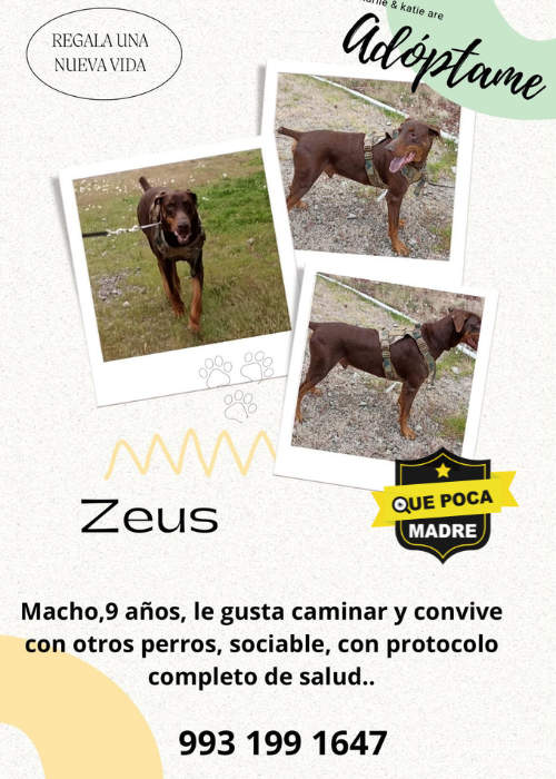 ADOPTA A ZEUS