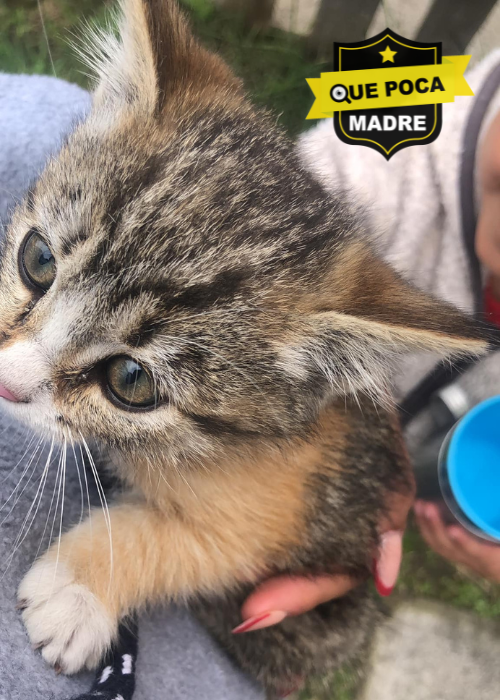 AYUDANOS A BRINDARLE UN HOGAR A ESTE LINDO GATITO