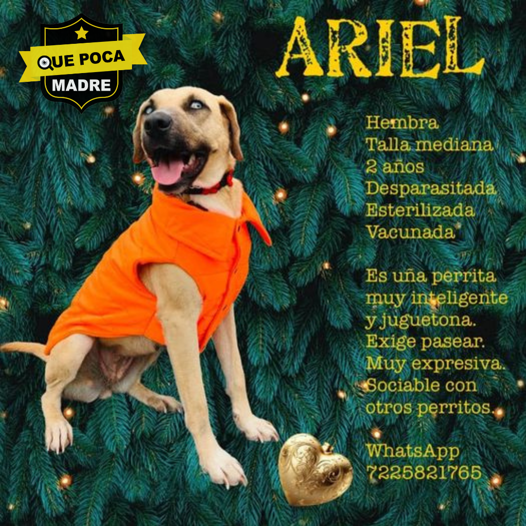 ARIEL BUSCA UNA NUEVA FAMILIA