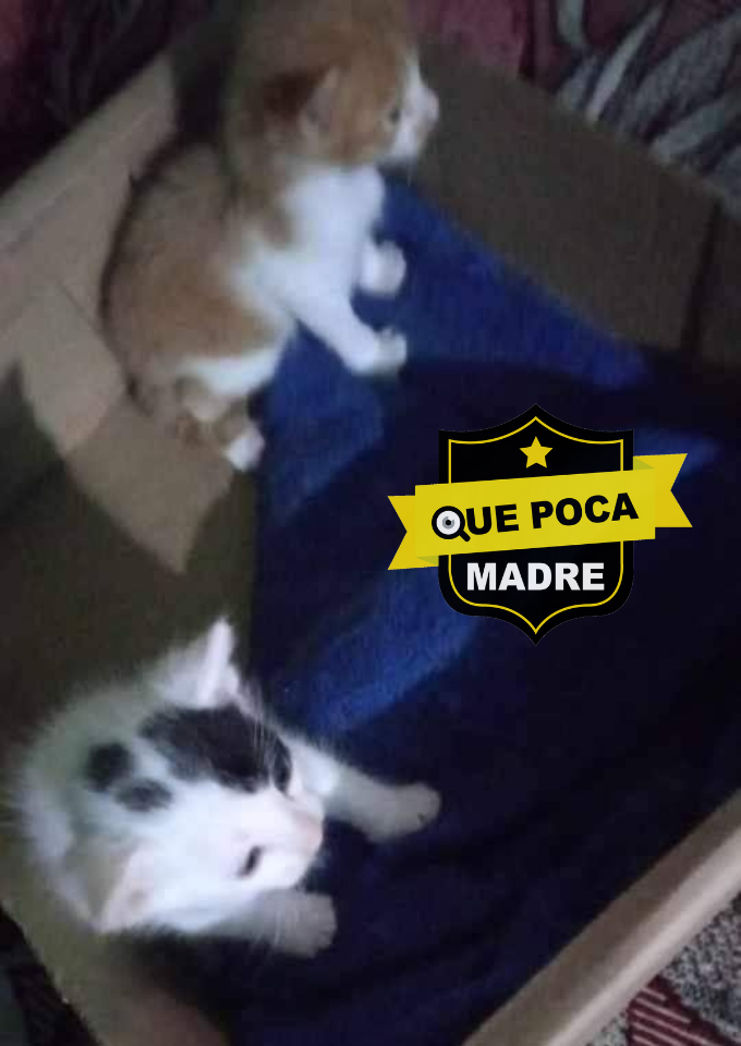 GATITOS EN ADOPCIÓN