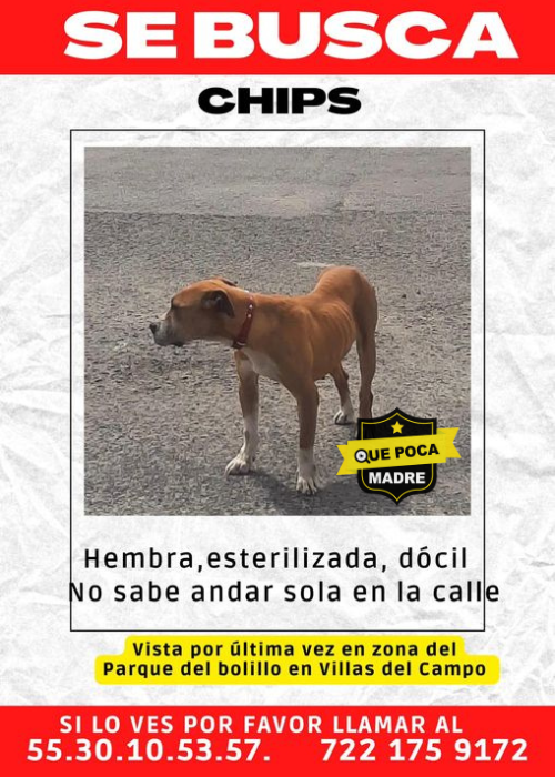 BUSCAMOS A CHIPS