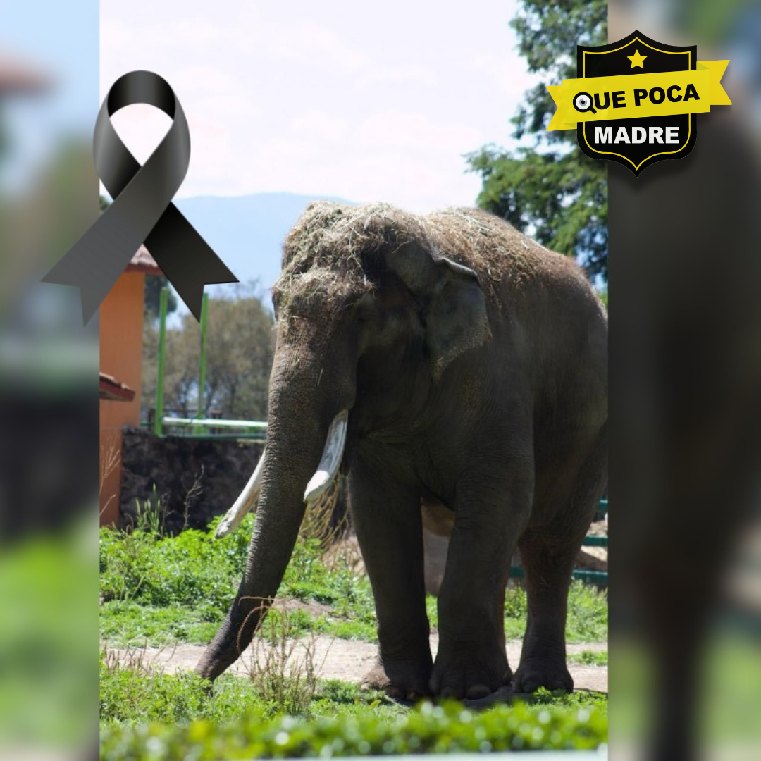 ⚫️🐘‼TRISTE 2024 EN EL Parque Ecológico Zacango  ‼😞FALLECE UNO DE LOS EJEMPLARES MÁS LONGEVOS: EL ELEFANTE TED🕊