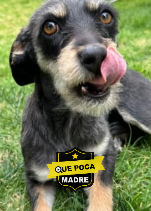 BUSCAMOS UN HOGAR PARA MOLLY