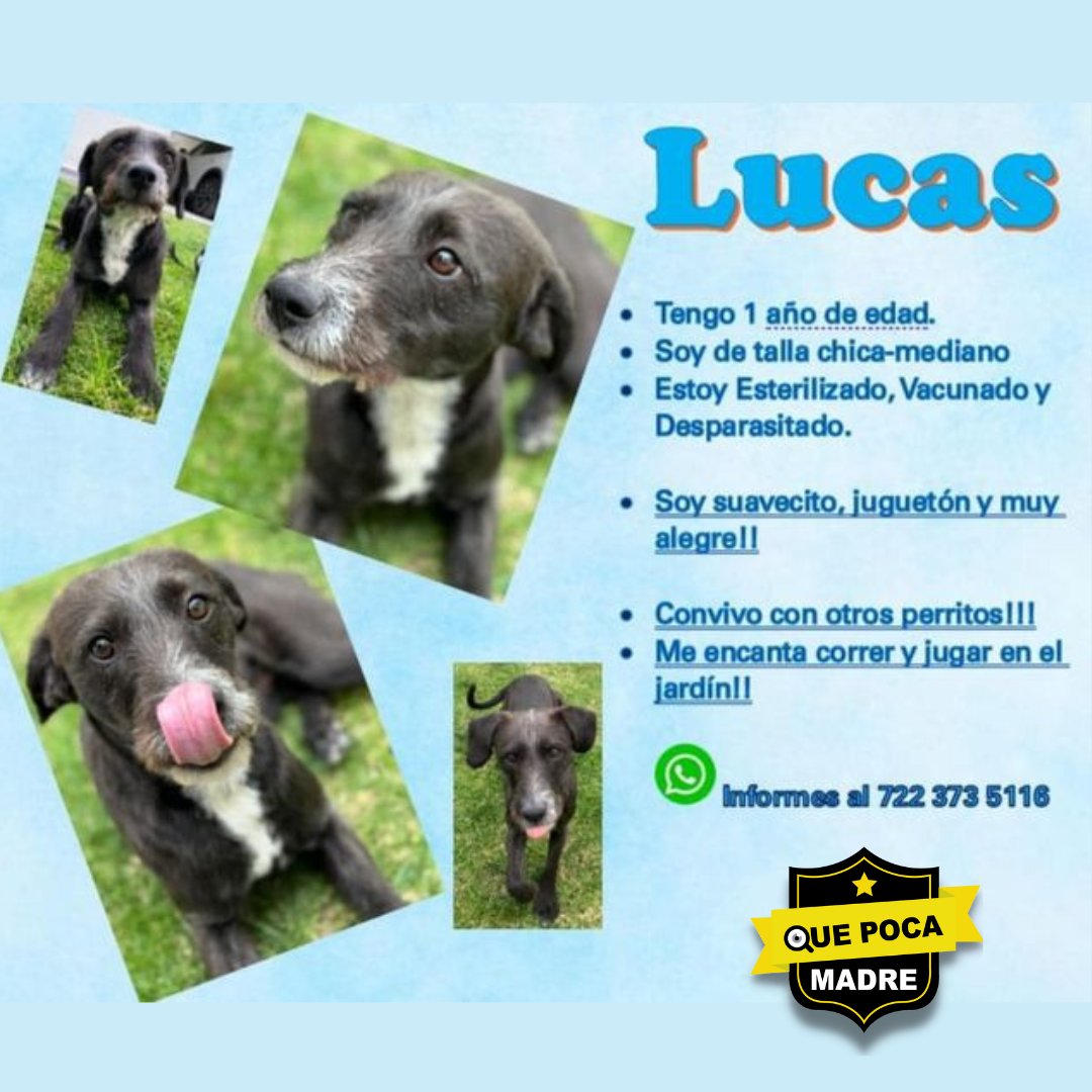 BUSCAMOS UN HOGAR PARA LUCAS