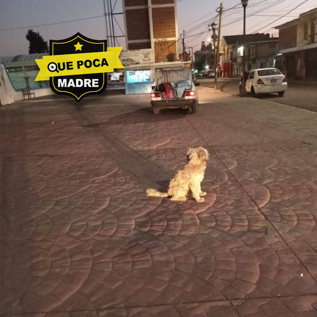 ¿RECONOCES A ESTE PERRITO?