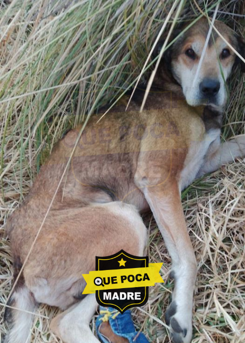 ES MÁS FÁCIL MATARLOS QUE DARLES UNA SEGUNDA OPORTUNIDAD: ACUSAN AL CENTRO DE BIENESTAR ANIMAL DE CALIMAYA DE MATAR PERRITOS EN LUGAR DE AYUDARLOS