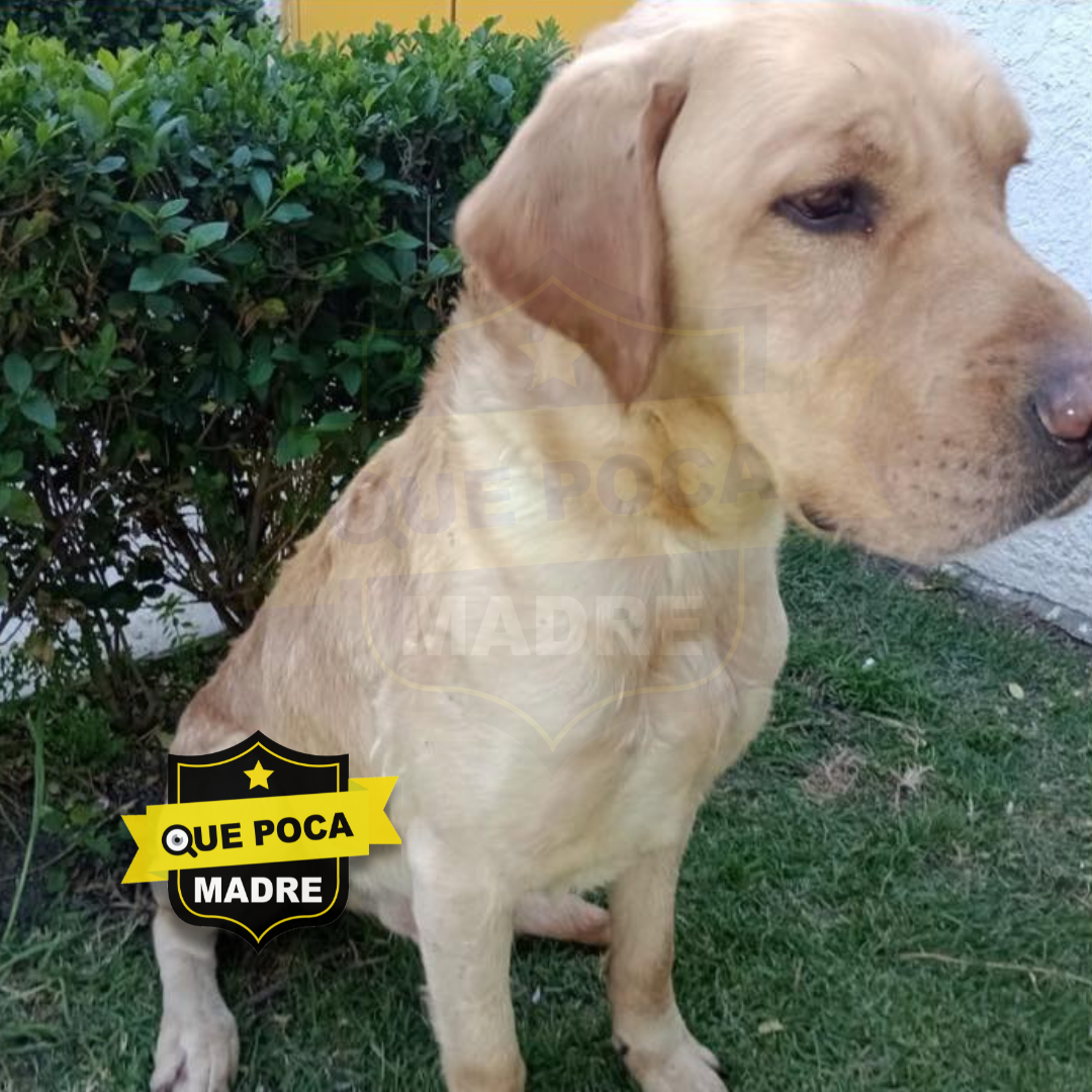 BUSCAMOS UN HOGAR PARA JOE