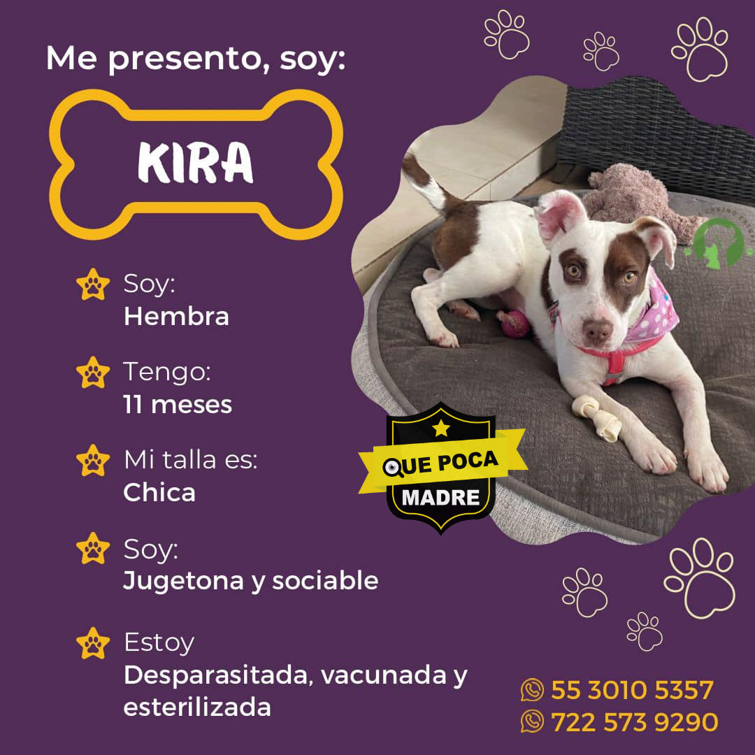 BUSCAMOS UN HOGAR PARA KIRA