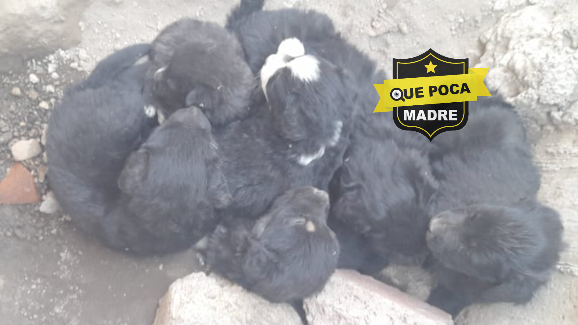 CACHORRITOS BUSCAN HOGARES AMOROSOS 🐶🥰❤️