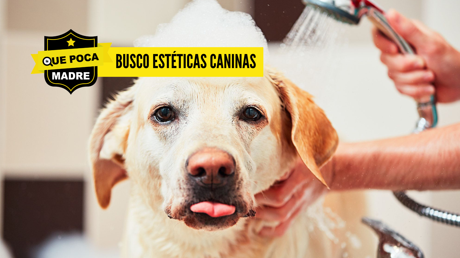 SE BUSCA ESTILISTA DE PERRITOS…AYUDA 🐶🥰❤️