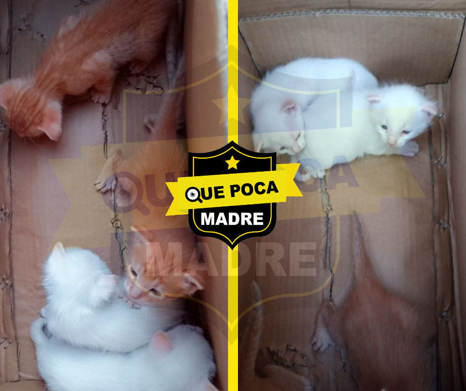 #Aviso ‼️🗣️ GATITOS EN ADOPCIÓN, BUSCAN FAMILIA AMOROSA 🐱🥰🚨