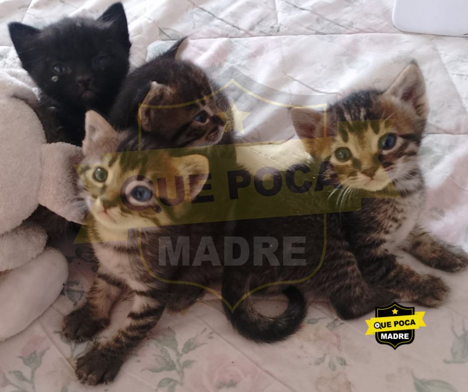 #Aviso ‼️🗣️ LLÉVATE UN #Michi A CASA 🐱🥰🚨