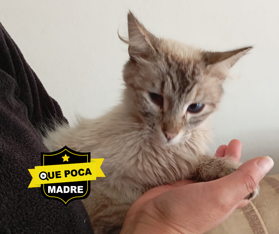 #Gatita LISTA PARA SER ADOPTADA 🐱🥰❤️