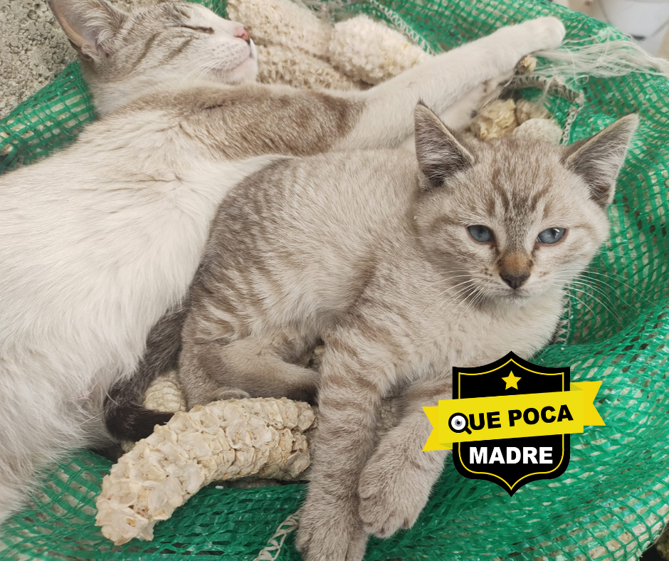 UNO DE ESTOS BELLOS PUEDE SER TUYO 🐱🙏🥰