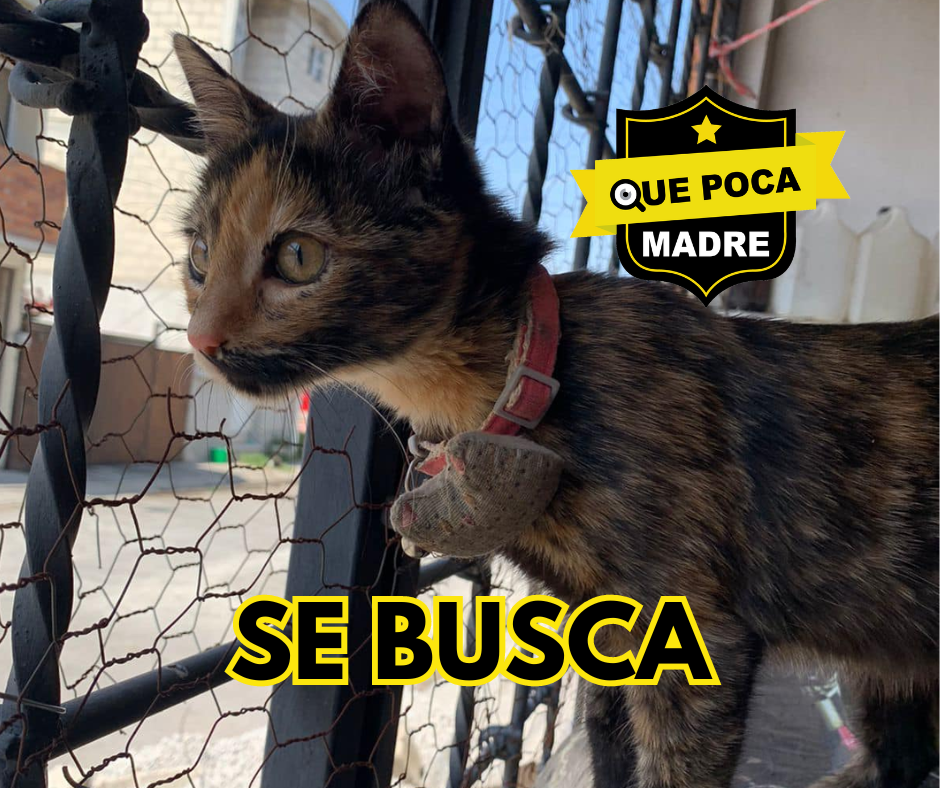 AYÚDAME‼️ BUSCO A NALA 🐱🙏🚨