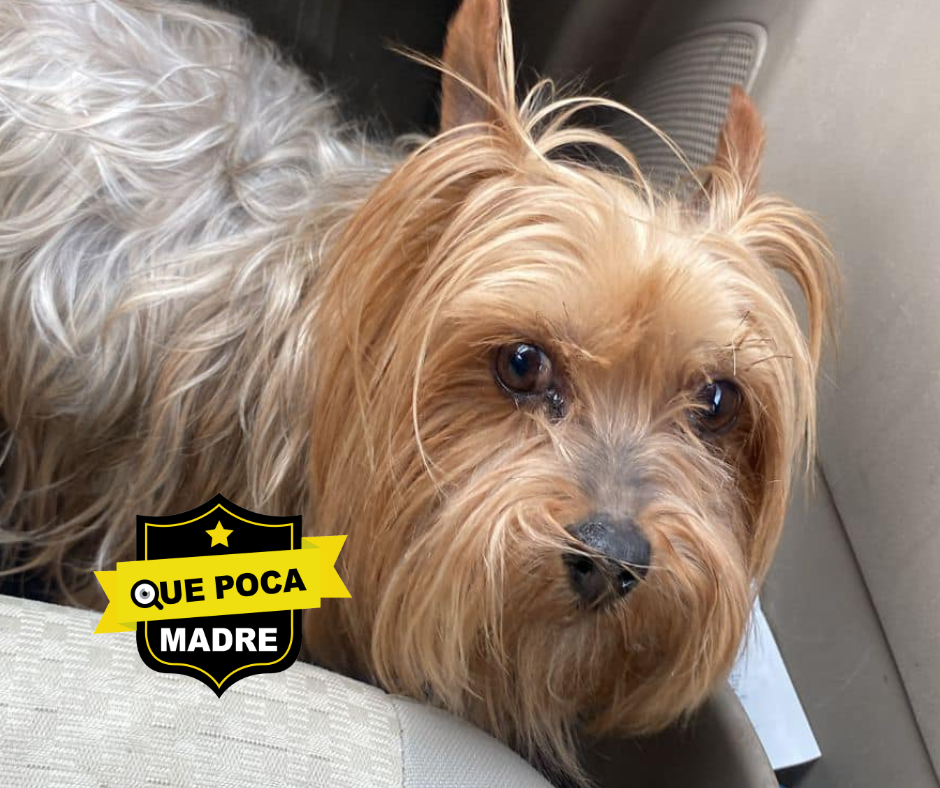 ES TUYA⁉️ ENCONTRÉ #Perrita PERDIDA EN #SanDimas 🐶🙏🔍