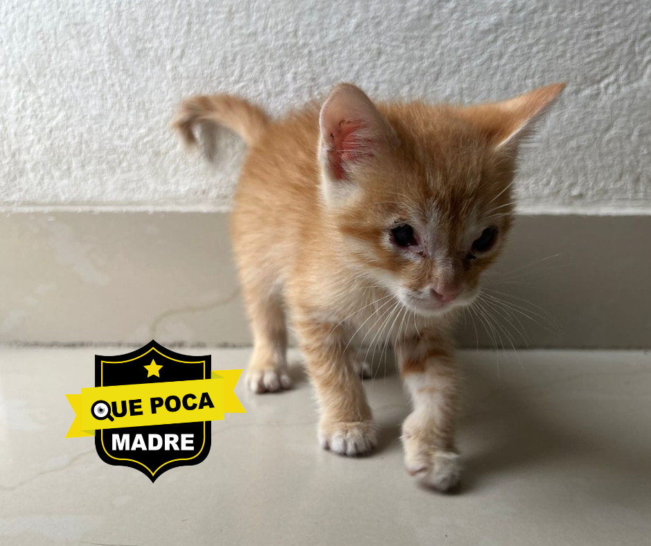 ALGUIEN DE BUEN CORAZÓN QUE DESEE #Adoptar A ESTE HERMOSO #Gatito ⁉️🐱🥰