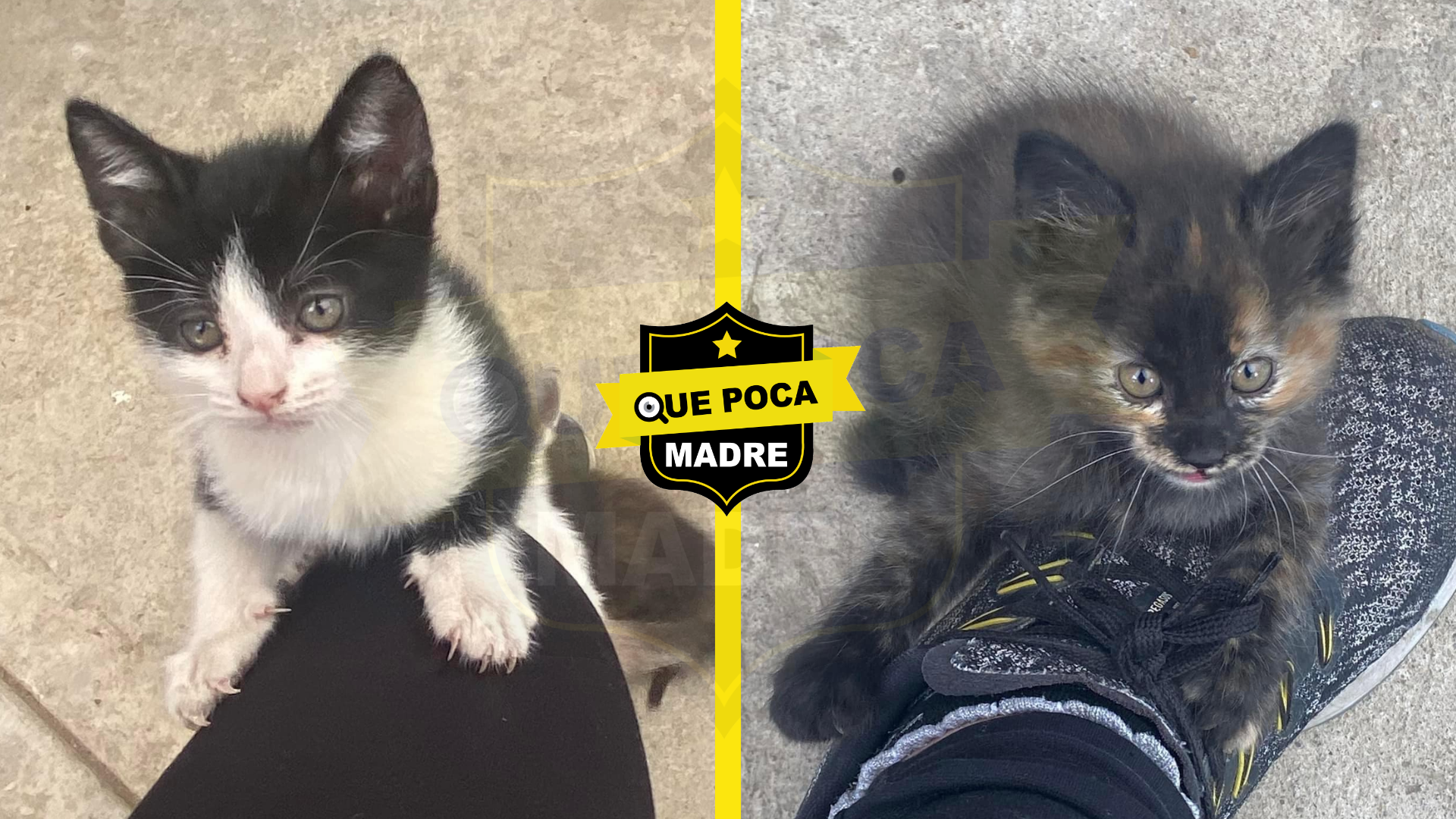 QUIERES UNA #Michi⁉️🐱🥰