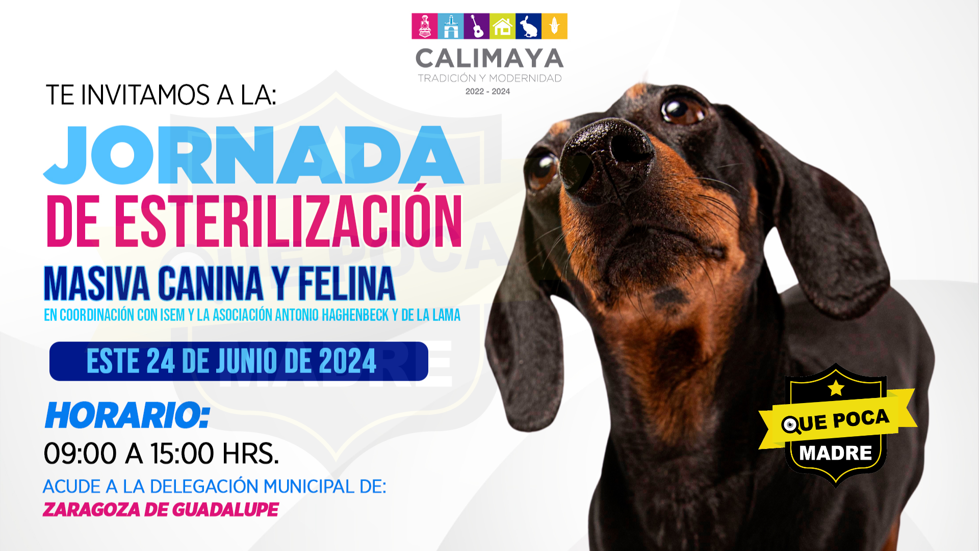 🐶🐱🏥| ÚNETE A LA JORNADA DE ESTERILIZACIÓN #Canina Y #Felina DE #Calimaya, #Edomex