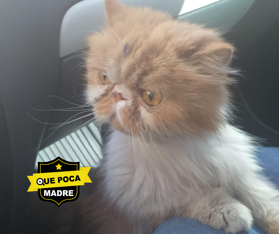 #Michi PERDIDO BUSCA REGRESAR A SU CASA 🐱🙏🥺