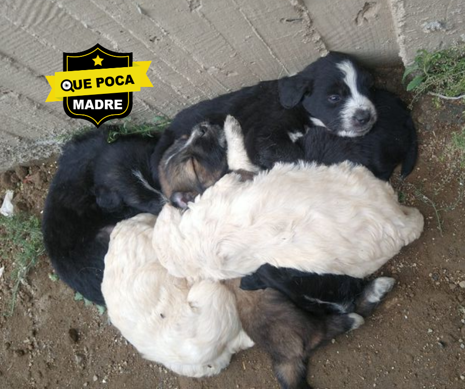 PRECIOSOS #Perritos EN ADOPCIÓN