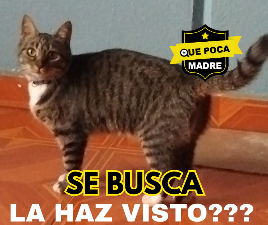 SE PERDIÓ NUESTRA #Michi 🐱🙏🚨