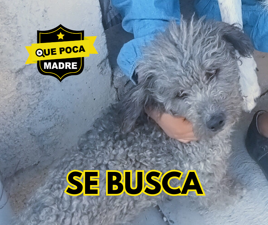 AYÚDALO A REGRESAR 🐶🙏🚨