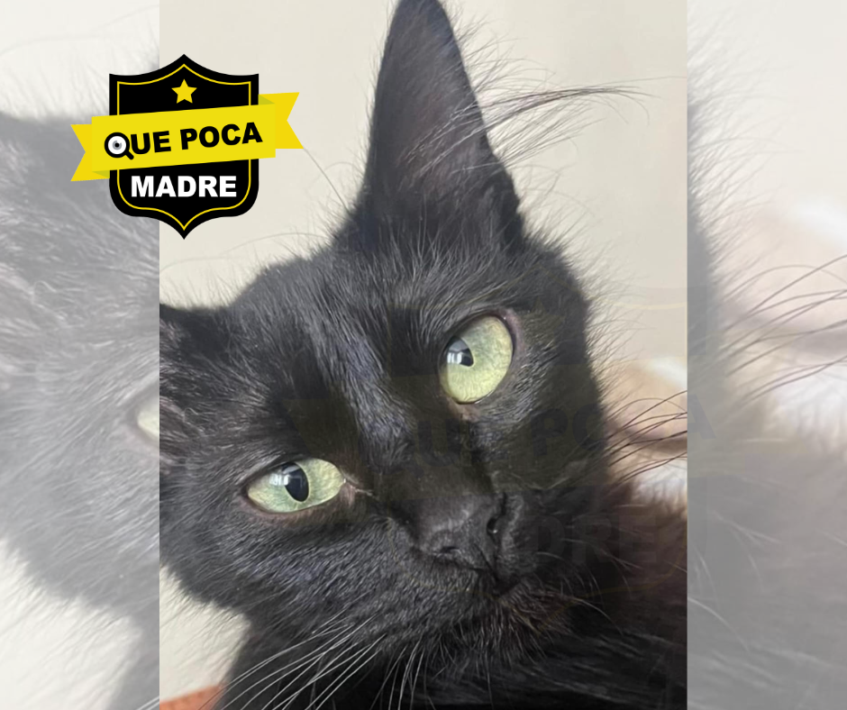 #Ayuda ‼️🚨 #Michi PERDIDA 🐱🙏🚨