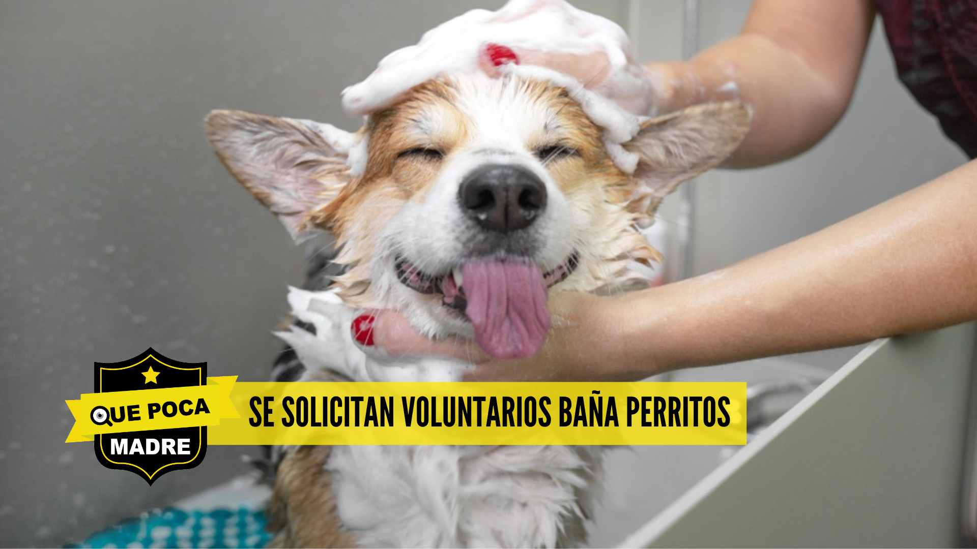 ‼️TODOS PARA UNO Y UNO PARA TODOS‼️🤝 AYUDA PARA BAÑAR #Perritos 🐶🫧🙏