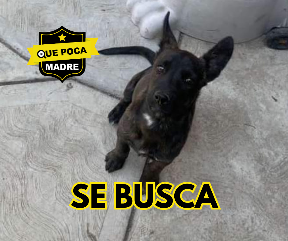 #URGE LOCALIZAR A MI CACHORRA🐶🚨 MI HIJO ESTÁ MUY TRISTE POR SU AMIGA 🥺🙏🔴