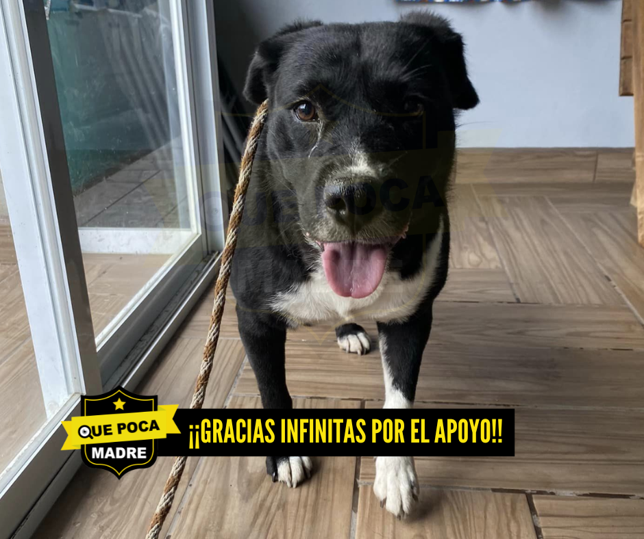 ‼️ ‼️ESTÁ A SALVO‼️ ‼️ GRACIAS A TODAS LAS PERSONAS POR SU APOYO 🐶🙏🥹