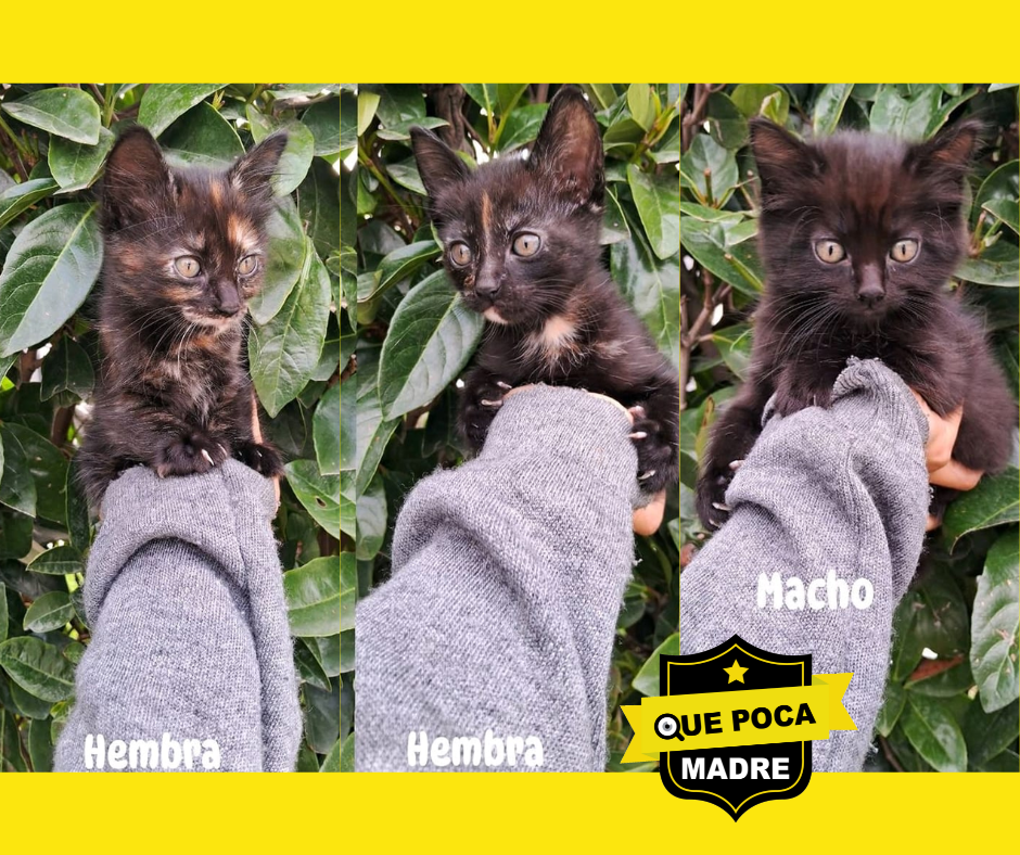 ‼️ ‼️#ATENCIÓN‼️ ‼️ BEBÉS #Gatitos EN ADOPCIÓN RESPONSABLE 🐱🙏🥰