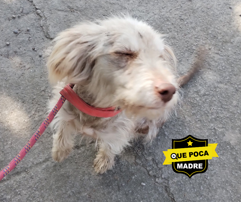 #QuePocaMadre‼️🥺 OTRA PERRITA EN ESTADO DE ABANDON0 🐶🙏🚨