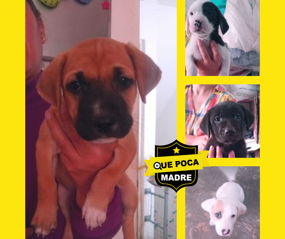 #URGE ENCONTRARLES H0GAR 🐶🙏🥰