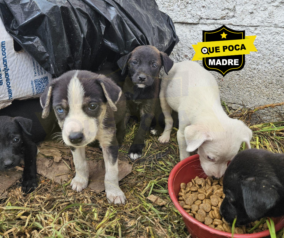 PIDEN APOYO PARA DIFUNDIR #Adopción DE BELLOS PERRITOS 🐶🙏🥰