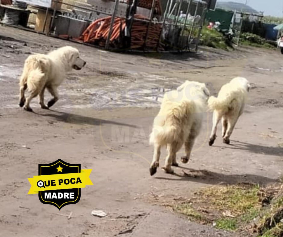 QUE MARRANA‼️🤢 VECINA DE CALIMAYA NO RECOGE LAS KKS DE SUS #Perros 🐶🤬❌