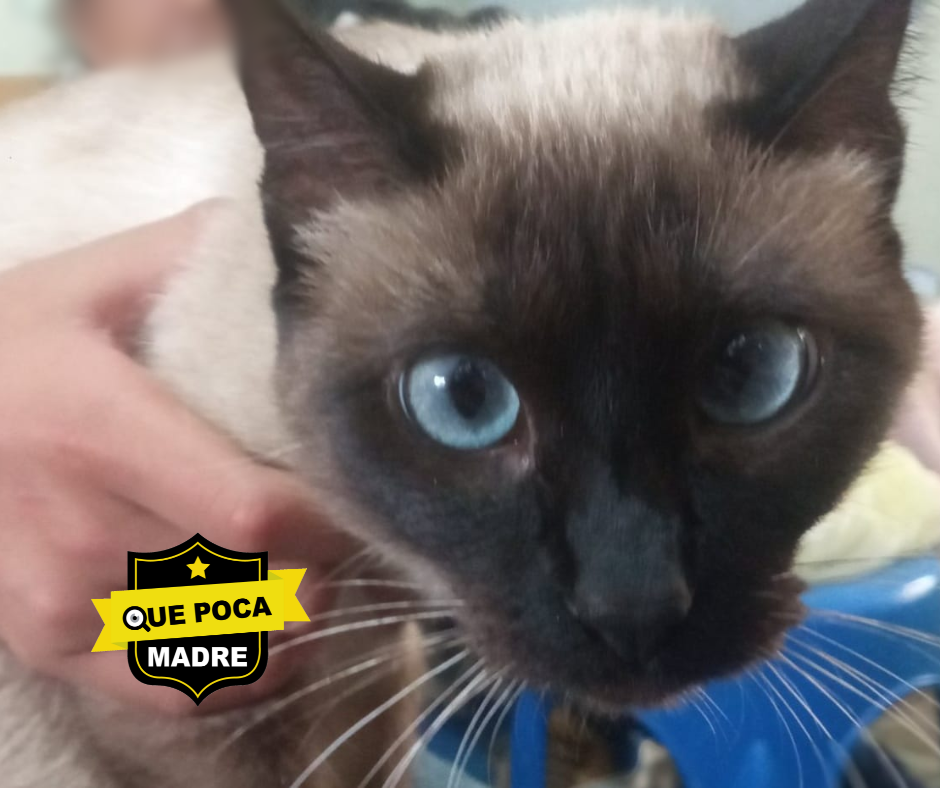 HERMOSA #Michi BUSCA UNA NUEVO HOGAR‼️🥺PORFA AYÚDALA 🐱🙏