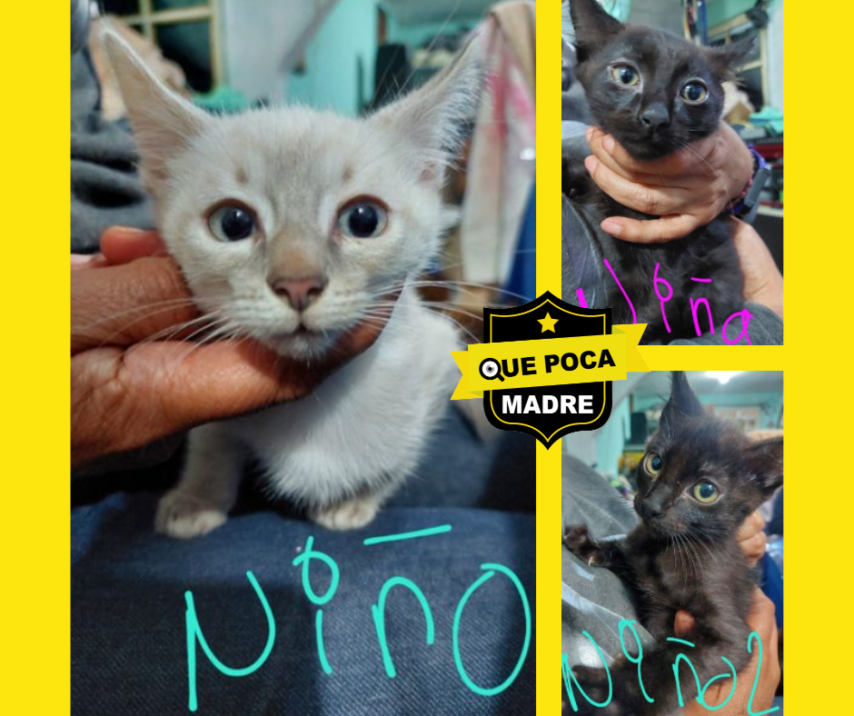 BEBÉS #Gatitos BUSCAN UN NUEVO HOGAR Y FAMILIA AMOROSA 🐱🙏🥰