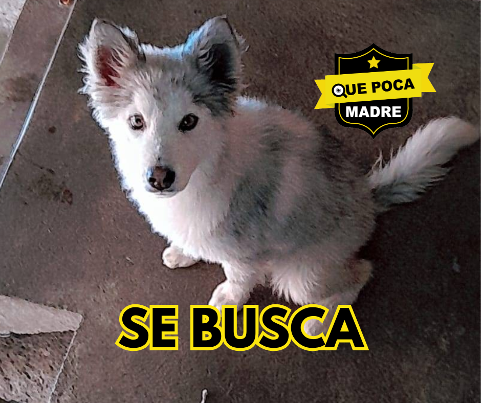 🚨🚨🚨 POR FAVOR AYUDA🚨🚨🚨 AÚN NO LA ENCUENTRO🐶🙏🥺