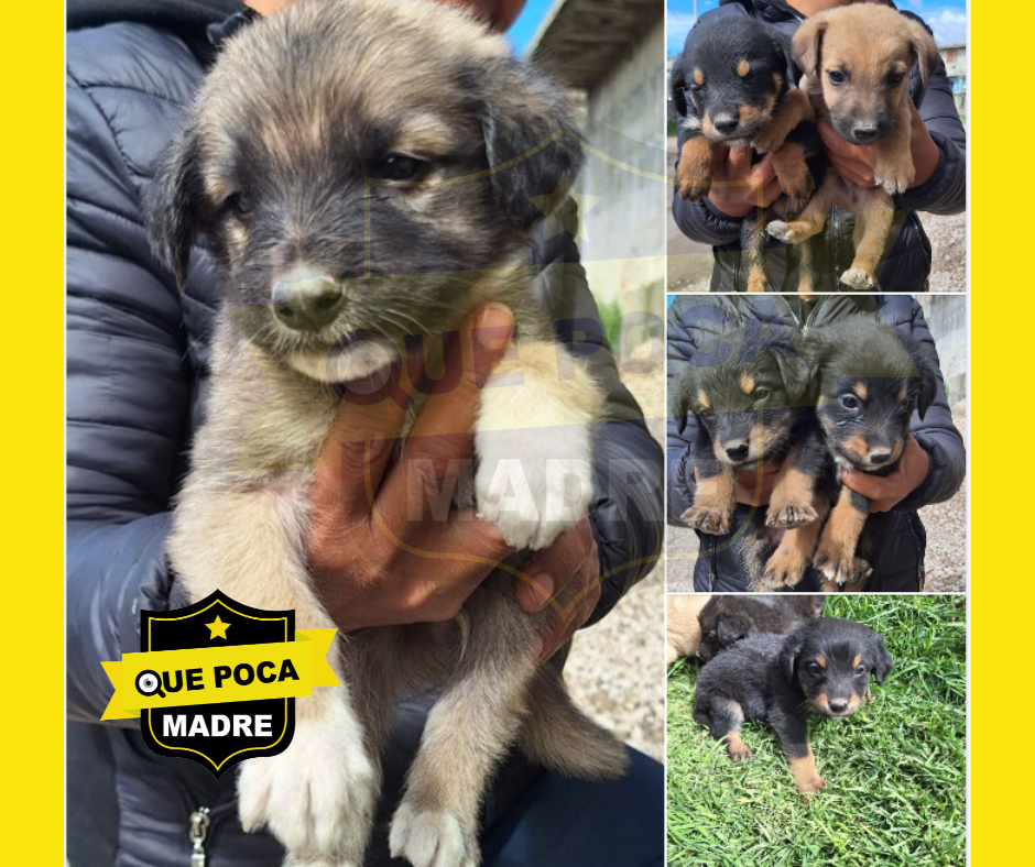 ESTAS CHULADAS ESTÁN EN ADOPCIÓN 🐶🙏🥰