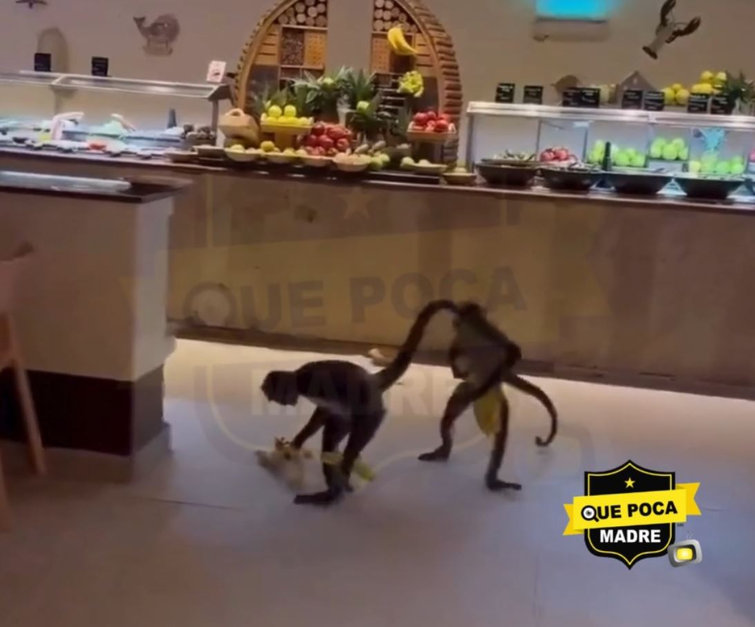 ‼TOMA CHANGO TU BANANA‼ | MONOS MALANDRINES ATRACAN HOTEL EN CANCÚN QUINTANA ROO