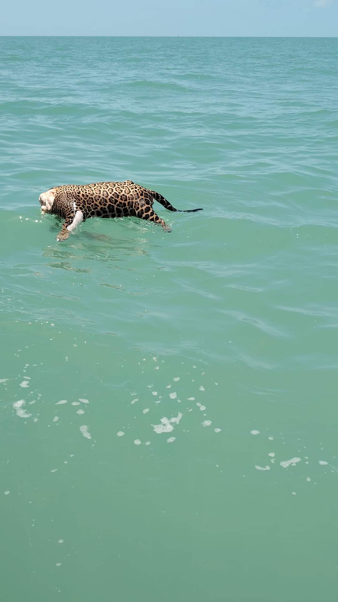 Encuentran jaguar decapitado en Área Natural Protegida.