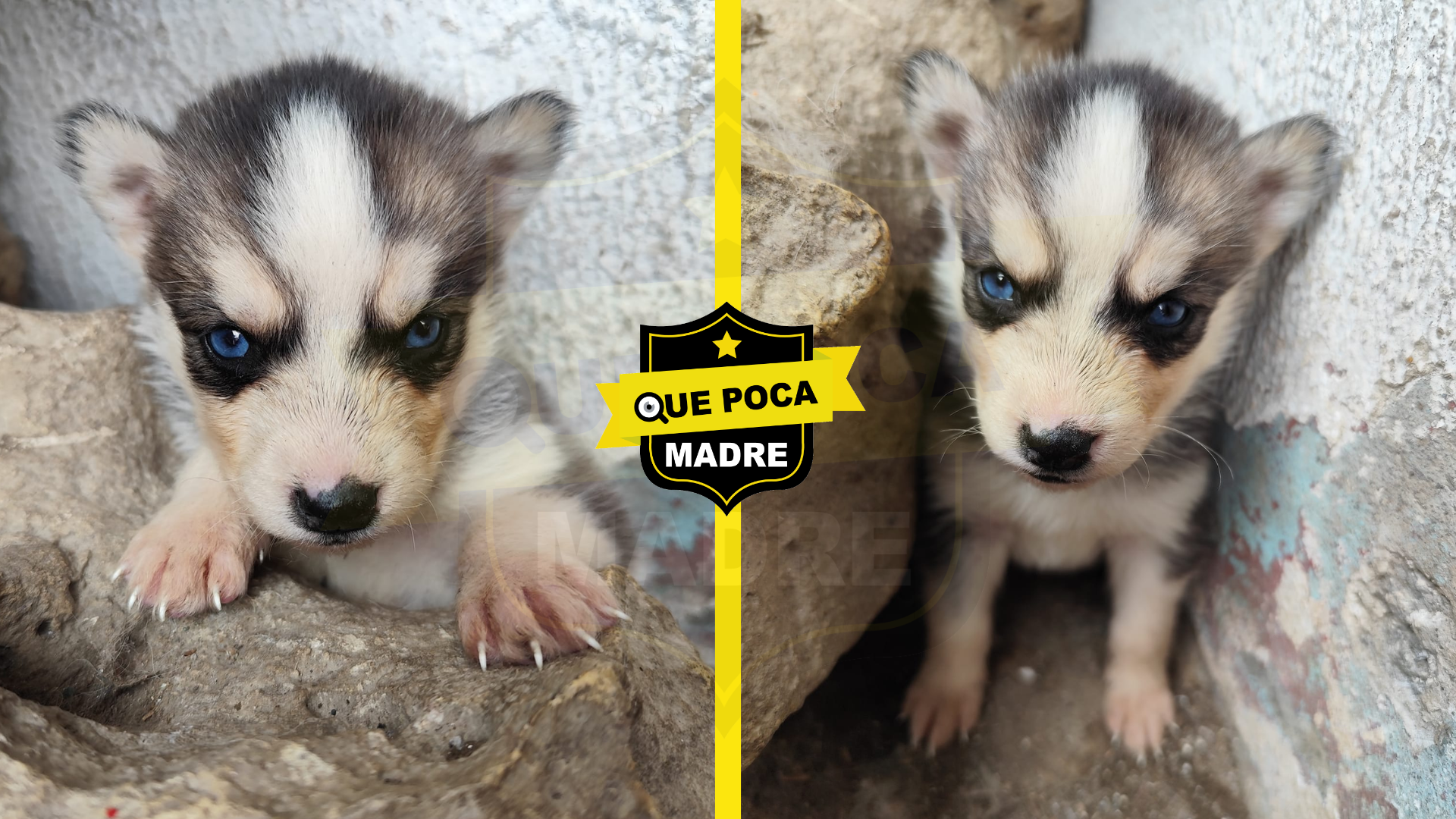 #Huskys EN ADOPCIÓN SOLO GENTE SERIA, QUE ESTE PLENAMENTE CONCIENTE QUE VA A PODER CON UN #Perro ASÍ, CUANDO CREZCA