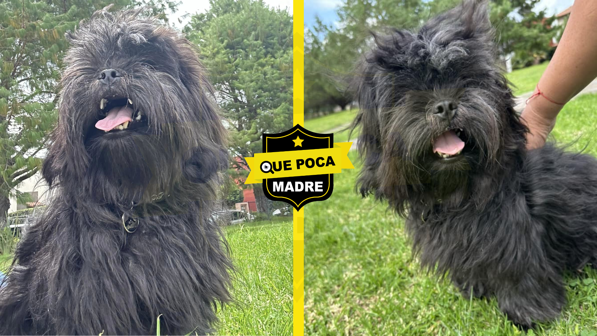 DE QUIÉN ES ESTE BELLO #Chewbacca⁉️ 🐶🚨