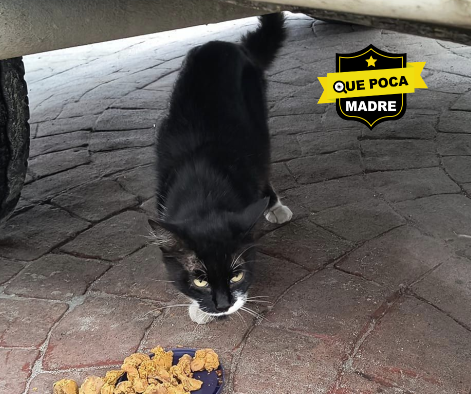 ES TUYO ⁉️ ENCOTRAMOS A TU #Gatito 🐱🙏🚨